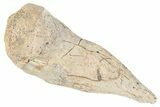 Fossil Raptor (Anzu) Metatarsal I Bone - Montana #265683-1